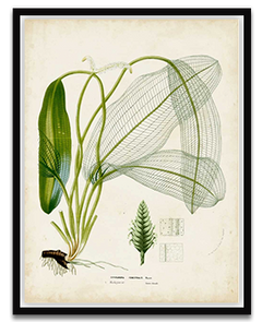 Shop Art \ Shop Artwork \ Shop Tropical Art \ Shop Wall Art \ Shop Tropical Art Prints \ Shop Framed Artwork \ Shop Painting \ Shop Tropical Paintings \ Shop Wall Decor \ Shop Decorative Art \ Nature Art Prints \ Multicolor Wall Art \ Colorful Artwork
