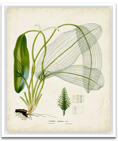 Shop Art \ Shop Artwork \ Shop Tropical Art \ Shop Wall Art \ Shop Tropical Art Prints \ Shop Framed Artwork \ Shop Painting \ Shop Tropical Paintings \ Shop Wall Decor \ Shop Decorative Art \ Nature Art Prints \ Multicolor Wall Art \ Colorful Artwork