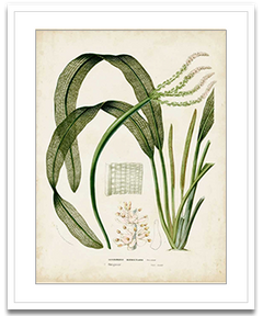 Shop Art \ Shop Artwork \ Shop Tropical Art \ Shop Wall Art \ Shop Tropical Art Prints \ Shop Framed Artwork \ Shop Painting \ Shop Tropical Paintings \ Shop Wall Decor \ Shop Decorative Art \ Nature Art Prints \ Multicolor Wall Art \ Colorful Artwork