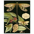 Whimsical Dragonfly on Black I