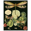 Whimsical Dragonfly on Black II