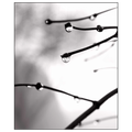 Winter Droplets