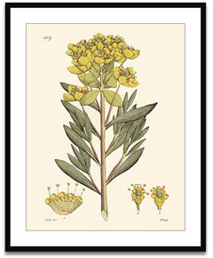 Shop Art \ Shop Artwork \ Shop Tropical Art \ Shop Wall Art \ Shop Tropical Art Prints \ Shop Framed Artwork \ Shop Painting \ Shop Tropical Paintings \ Shop Wall Decor \ Shop Decorative Art \ Nature Art Prints \ Multicolor Wall Art \ Colorful Artwork \ Floral Art