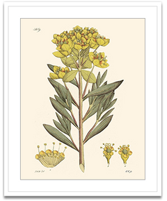 Shop Art \ Shop Artwork \ Shop Tropical Art \ Shop Wall Art \ Shop Tropical Art Prints \ Shop Framed Artwork \ Shop Painting \ Shop Tropical Paintings \ Shop Wall Decor \ Shop Decorative Art \ Nature Art Prints \ Multicolor Wall Art \ Colorful Artwork \ Floral Art