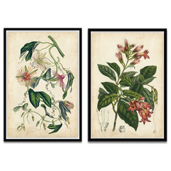 A two-piece framed wall art set featuring vintage botanical illustrations. The left print shows green leaves and pink flowers on an aged beige background, and the right print shows green leaves and pinkish-red flowers, both in black frames against a white background.