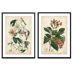 Two framed botanical art prints displayed side by side on a white background. The left print shows green vines and pink flowers on a beige background, and the right print shows green leaves and pinkish-orange flowers on a beige background.