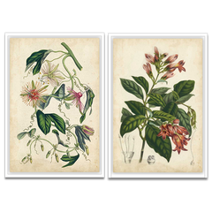 Coral Beauties Wall Art Set featuring vintage botanical illustrations. The left print shows white flowers with pink centers and green leaves on a warm beige background.