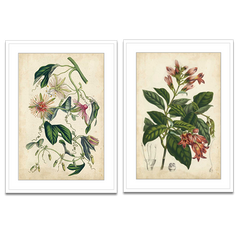 Two framed botanical Coral Beauties Wall art prints side by side, featuring vintage-style illustrations of tropical flowers and leaves on aged beige backgrounds.