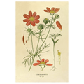Cosmos Bipin