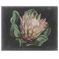 Dramatic Protea