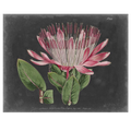 Dramatic Protea 2