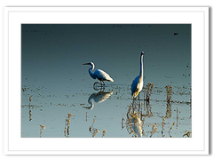Shop Art \ Shop Artwork \ Shop Wall Art \ Shop Nature Art \ Shop Art Prints \ Shop Framed Artwork \ Shop Painting \ Shop Modern Nature Art \ Shop Black and White Art \ Shop Wall Decor \ Decorative Art \ Multicolour Wall Art \ Wildlife Art \ Nature Inspired Art