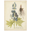 Eloquent Botanical II