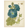 Eloquent Botanical IV