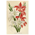 Gladiolus