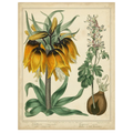 Golden Crown Imperial