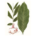 Leaves Of Tropic IV