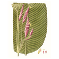 Leaves Of Tropics I