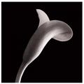 Lilies