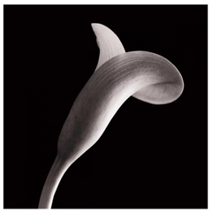 Shop Art \ Shop Artwork \ Shop Wall Art \ Shop Black and White Art \ Shop Art Prints \ Shop Framed Artwork \ Shop Painting \ Shop Modern Art \ Shop Black and white Paintings \ Shop Wall Decor \ Decorative Art \ Black and White Portrait