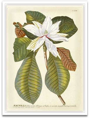 Shop Art \ Shop Artwork \ Shop Wall Art \ Shop Art Prints \ Shop Framed Artwork \ Shop Painting \ Shop Tropical Art \ Shop Modern Tropical Art \ Shop Botanical Paintings \ Shop Wall Decor \ Decorative Art \ Tropical Art Prints \ Multicolour Wall Art