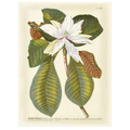 Magnificent Magnolias II