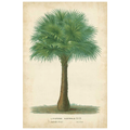 Palm of the Tropics I