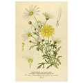 Paris Daisy