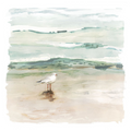Seagull cove 1