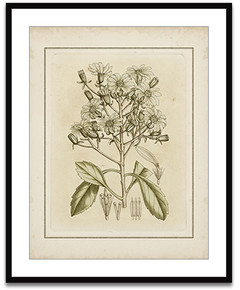 Shop Art \ Shop Artwork \ Shop Tropical Art \ Shop Wall Art \ Shop Tropical Art Prints \ Shop Framed Artwork \ Shop Painting \ Shop Tropical Paintings \ Shop Wall Decor \ Shop Decorative Art \ Nature Art Prints \ Multicolor Wall Art \ Colorful Artwork \ Floral Art