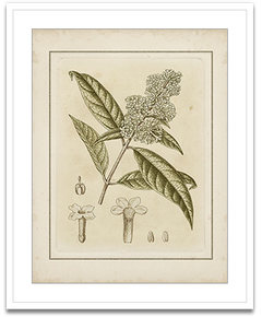 Shop Art \ Shop Artwork \ Shop Tropical Art \ Shop Wall Art \ Shop Tropical Art Prints \ Shop Framed Artwork \ Shop Painting \ Shop Tropical Paintings \ Shop Wall Decor \ Shop Decorative Art \ Nature Art Prints \ Multicolor Wall Art \ Colorful Artwork \ Floral Art
