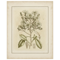 Small Tinted Botanical I