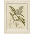 Small Tinted Botanical II