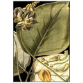 Tranquil Tropical Leaves I