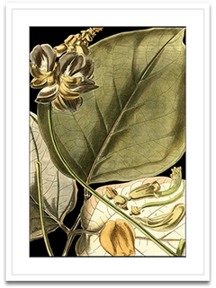Shop Art \ Shop Artwork \ Shop Tropical Art \ Shop Wall Art \ Shop Tropical Art Prints \ Shop Framed Artwork \ Shop Painting \ Shop Tropical Paintings \ Shop Wall Decor \ Shop Decorative Art \ Nature Art Prints \ Multicolor Wall Art \ Colorful Artwork \ Floral Art