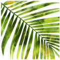 Tropical Palm I
