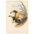 Tropical Toucans IV