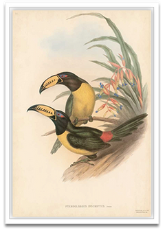 Shop Art \ Shop Artwork \ Shop Wall Art \ Shop Nature Art \ Shop Botanical Art Prints \ Shop Framed Artwork \ Shop Painting \ Shop Modern Nature Artwork \ Shop Nature Paintings \ Shop Wall Decor \ Decorative Art \ Nature Art Prints \ Multicolor Wall Art