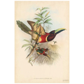 Tropical Toucans III