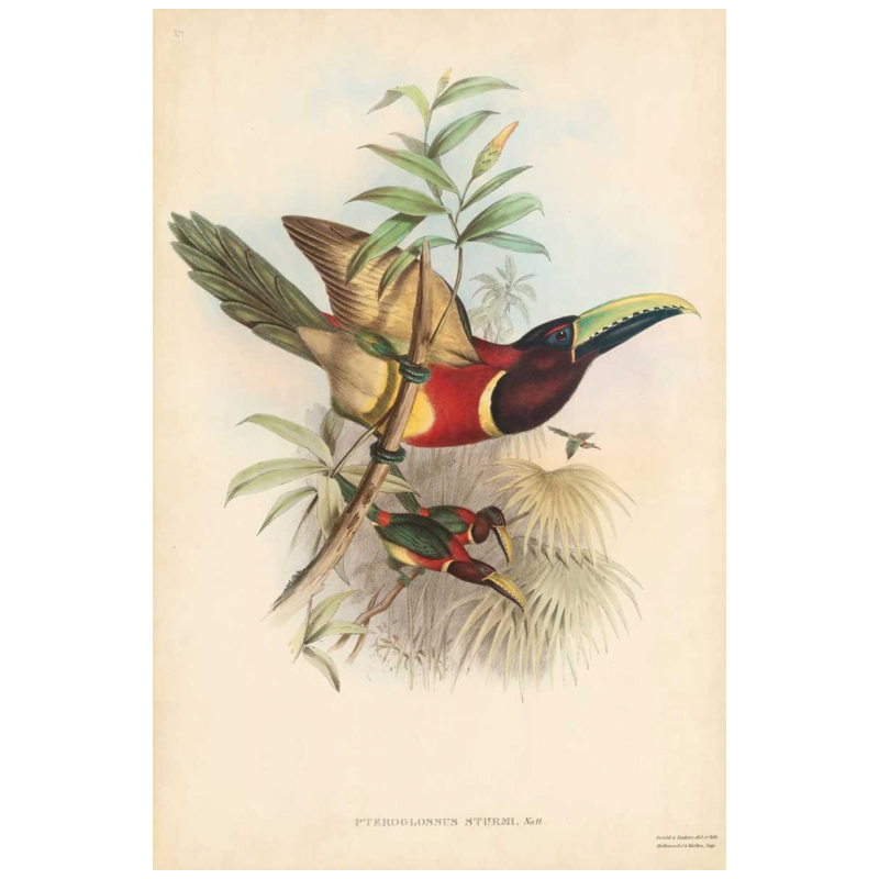 Shop Art \ Shop Artwork \ Shop Wall Art \ Shop Nature Art \ Shop Botanical Art Prints \ Shop Framed Artwork \ Shop Painting \ Shop Modern Nature Artwork \ Shop Nature Paintings \ Shop Wall Decor \ Decorative Art \ Nature Art Prints \ Multicolor Wall Art