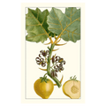 Turpin Exotic Botanical IV