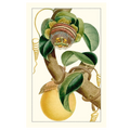 Turpin Exotic Botanical VII