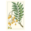 Turpin Exotic Botanical IX